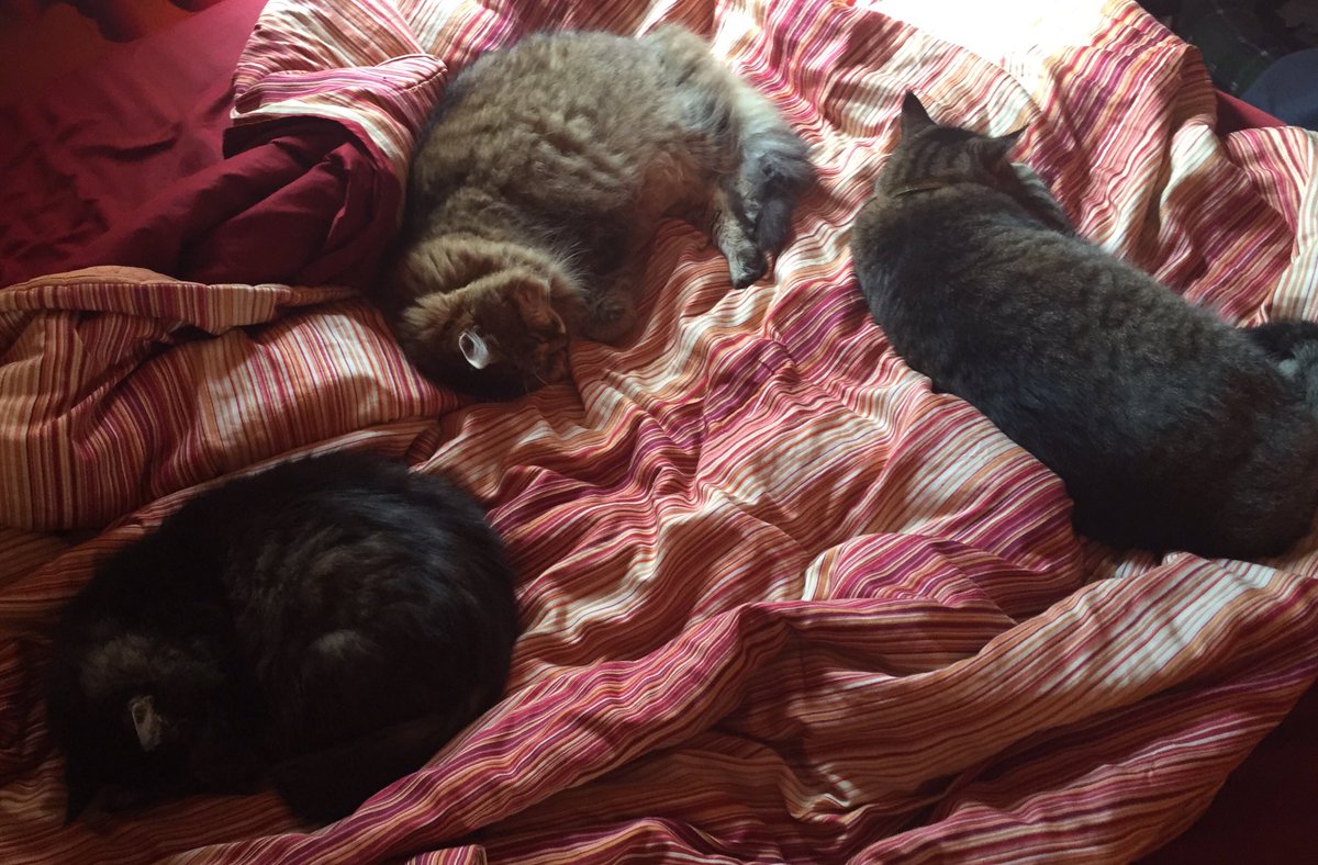 Team Niagara off to a slow start. Delayed due cramping.  #LeTour #TourDeCouch #thatothertour