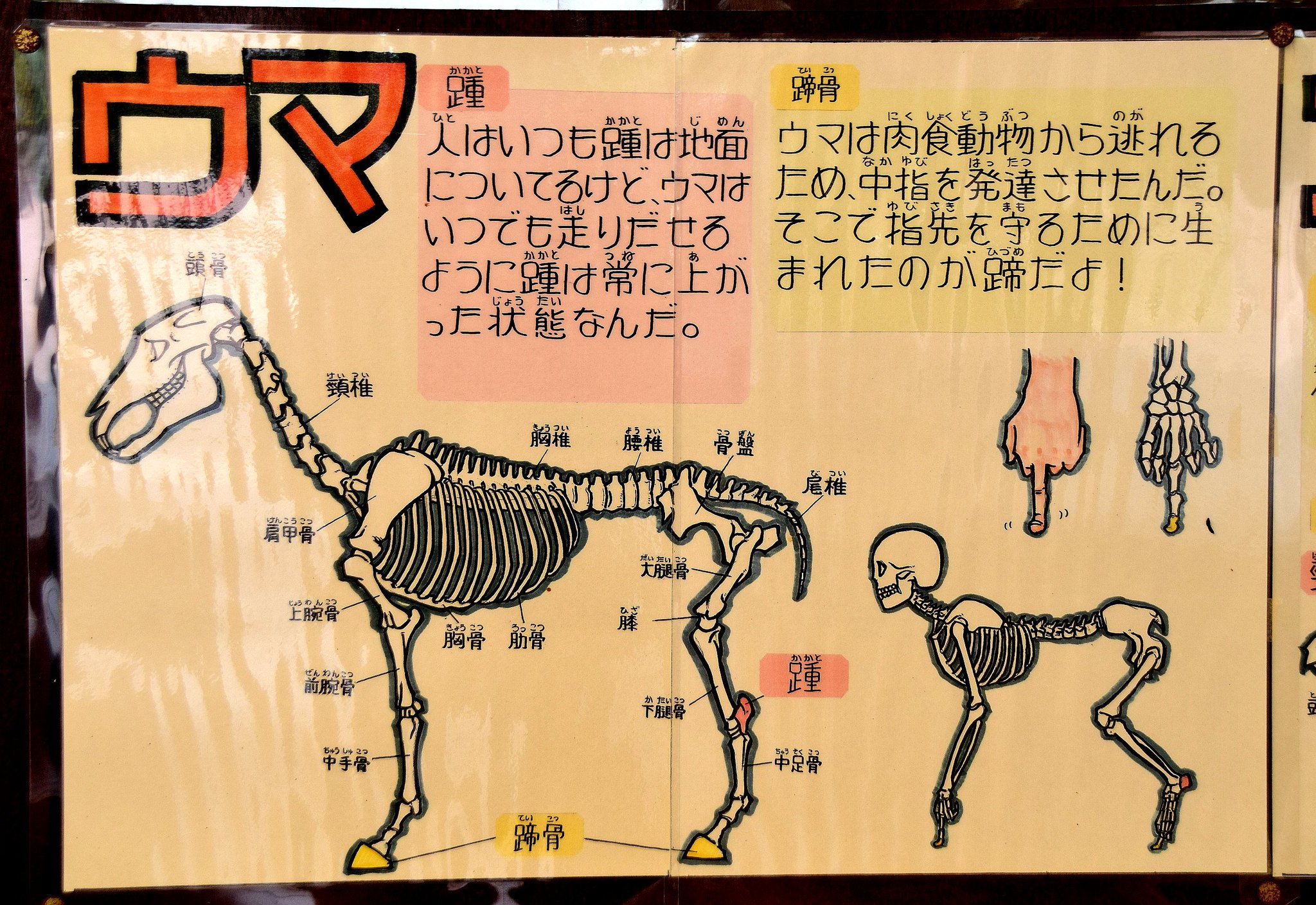 ヤギの人 マスク V Twitter 動物の骨格を人でやるとこうなるって解説 学びがある ヤギの人 マスク V Twitter 動物の骨格を人でやるとこうなるって解説 学びがある