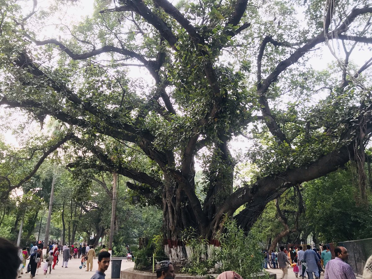 I'm in love. A 400+ year old tree. 