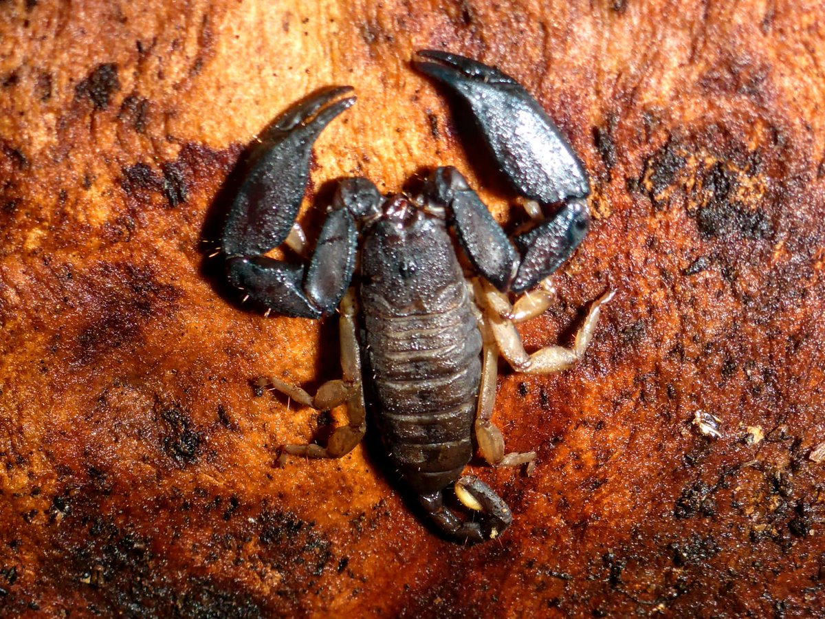 Eek see what you find when you pull at peeling tree bark 

#loveQueensland