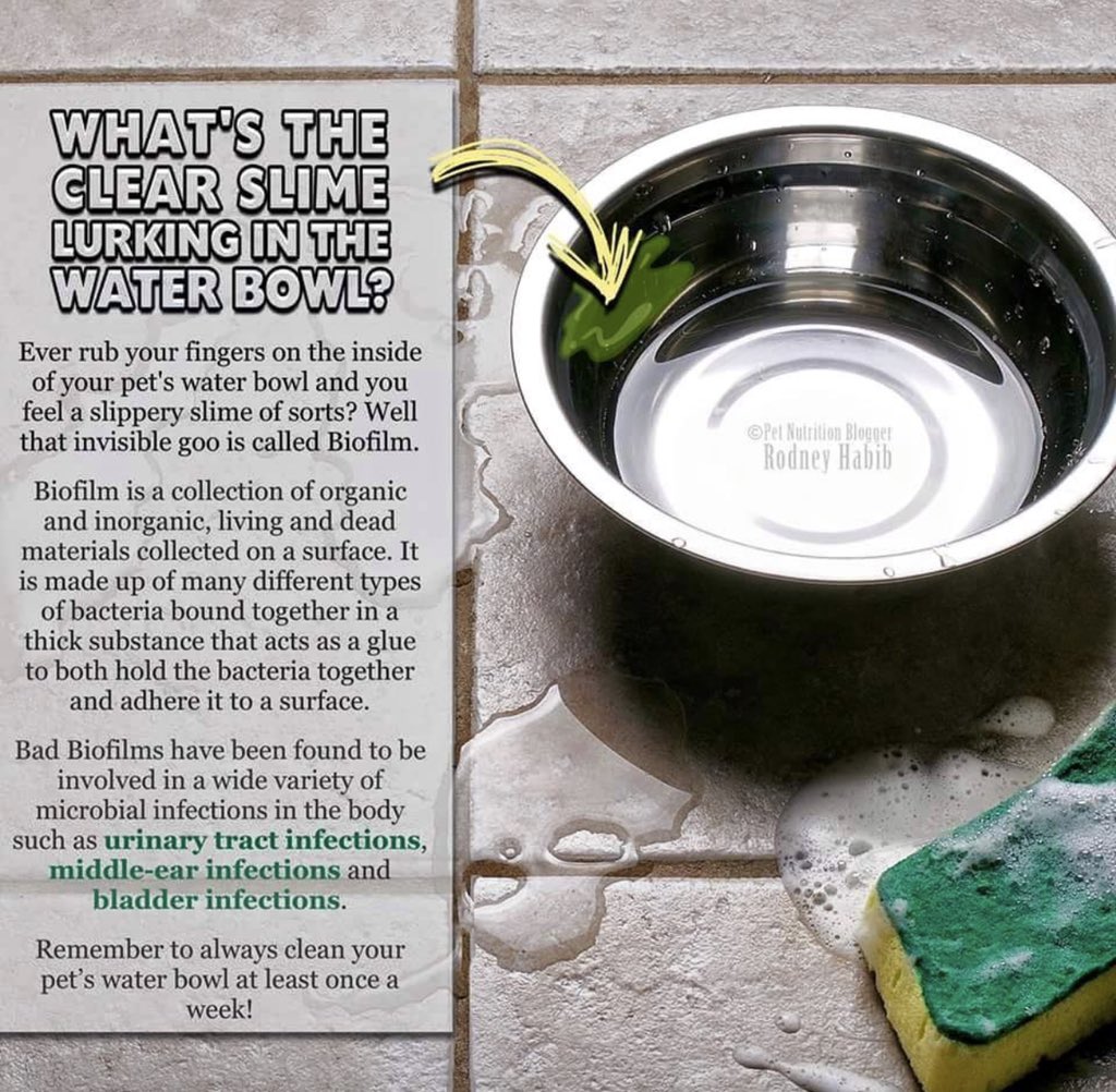 GSDCofAmerica's tweet photo. With all this warm weather I am sure you are seeing an increase in that slimy mixture of whatever in your pets water bowls. Ever wonder what it is? #gsdca #gsd #dogcare #GermanShepherd #dogfriendlytips https://t.co/W179GOX2Vi