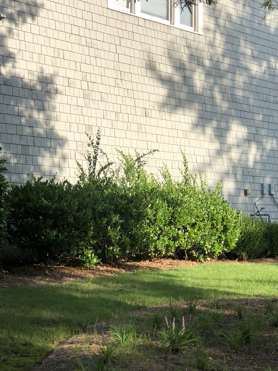 DanielVolk1's tweet photo. @BrightView #highlandsatcentennial.  Roswell Ga. on going problem with shrub and bush maintenance. https://t.co/79xwsdwqa1