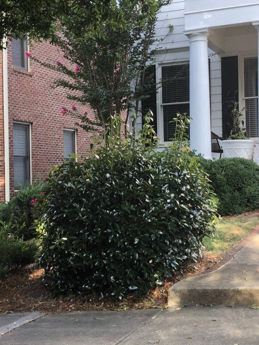 DanielVolk1's tweet photo. @BrightView #highlandsatcentennial Roswell Ga. BrightView maintained property.  Need engagement. https://t.co/Ac5GCaXTpO