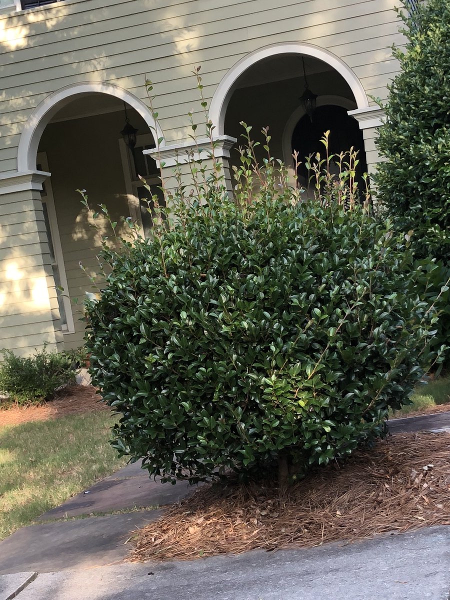 DanielVolk1's tweet photo. @BrightView #highlandsatcentennial Roswell Ga. BrightView maintained property.  Need engagement. https://t.co/Ac5GCaXTpO