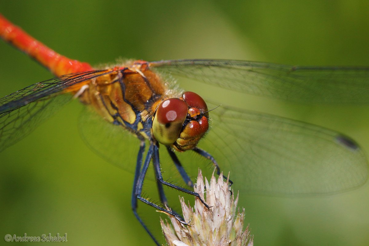 Ruddy darter - Sympetrum sanguineum

#macro #nature #wildlife #dragonfly #dragonflies #photography #ourworldisworthsaving