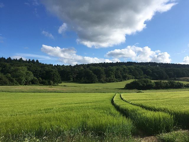 SignedByKJ's tweet photo. 🌱🌾 ☀️ summer stroll https://t.co/NCDLUKJsch https://t.co/Q7slMwJfd2