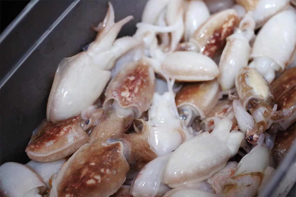 BalandraTGN's tweet image. Al Balandra no hi trobareu sempre els mateixos peixos. Creiem fermament en consumir peix de temporada, respectant-ne així els cicles biològics que garanteixen que és el moment òptim per l'abundància i la qualitat de la carn.

#calamarcets #milla0 #Balandra