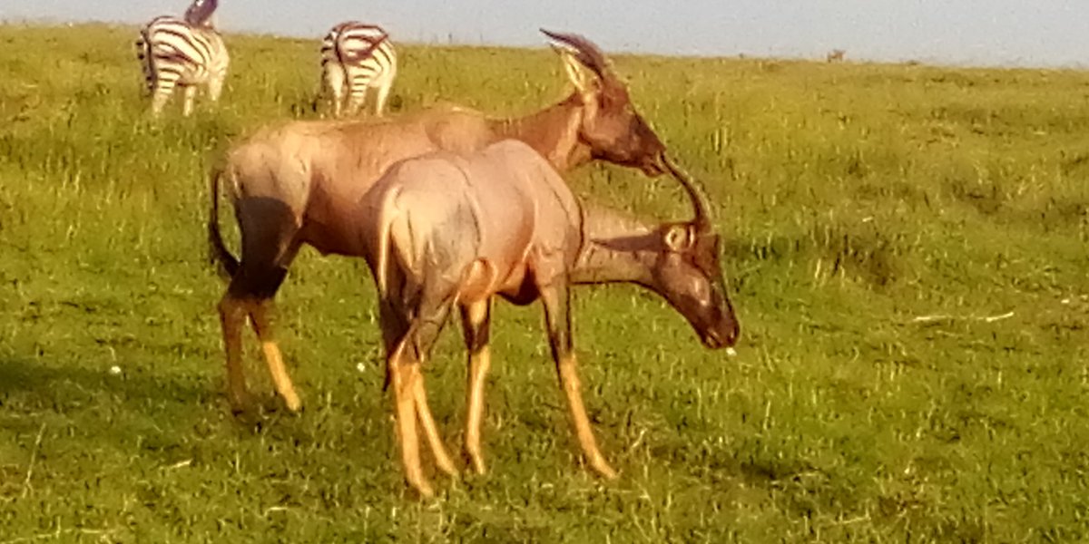 EseseTours's tweet photo. #A lovely 🌞 morning could be better combined with beautiful landscapes!!
#Great diversity in Flora and Fauna!! https://t.co/qzeHfDr6Iv