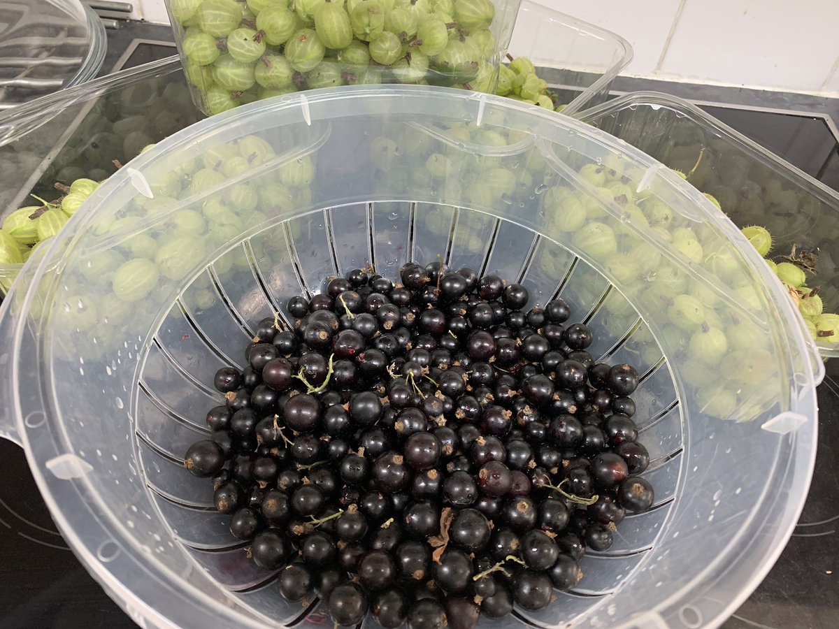 BonfieldAlex's tweet photo. Fresh black currants from the garden - wiz up a black currant & mango smoothie for breakfast! #zing #wakeupsunday https://t.co/iACI258iWS