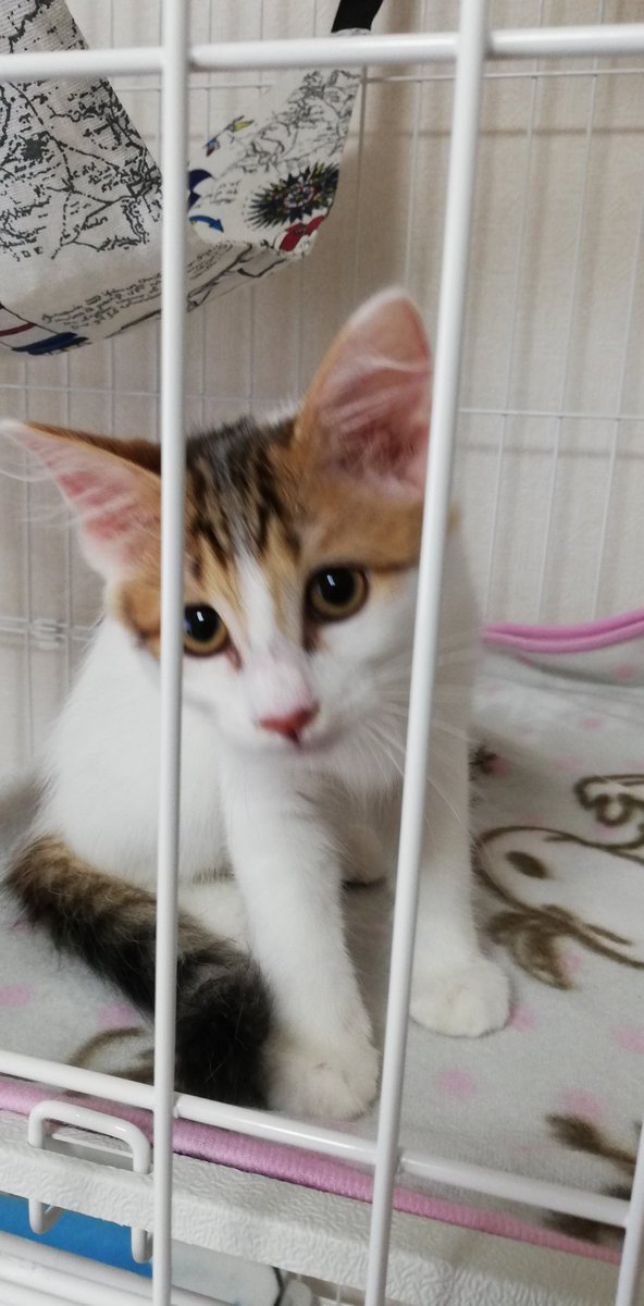 htmtkrmt's tweet photo. 🐈はちみつ♀️
🐈くろみつ♂️ https://t.co/BwV9uSvjY2