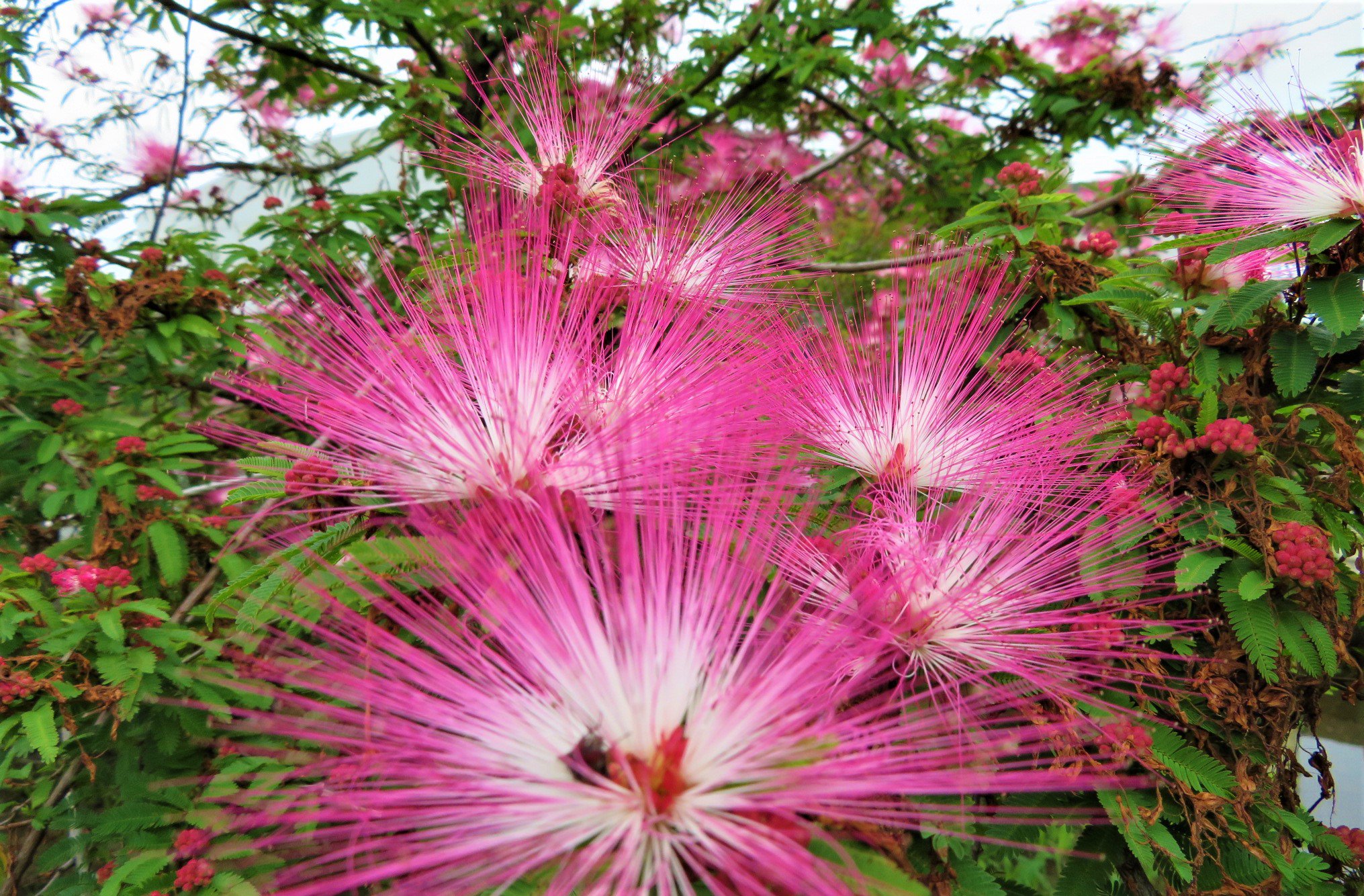 合歓木花 Twitter Search Twitter