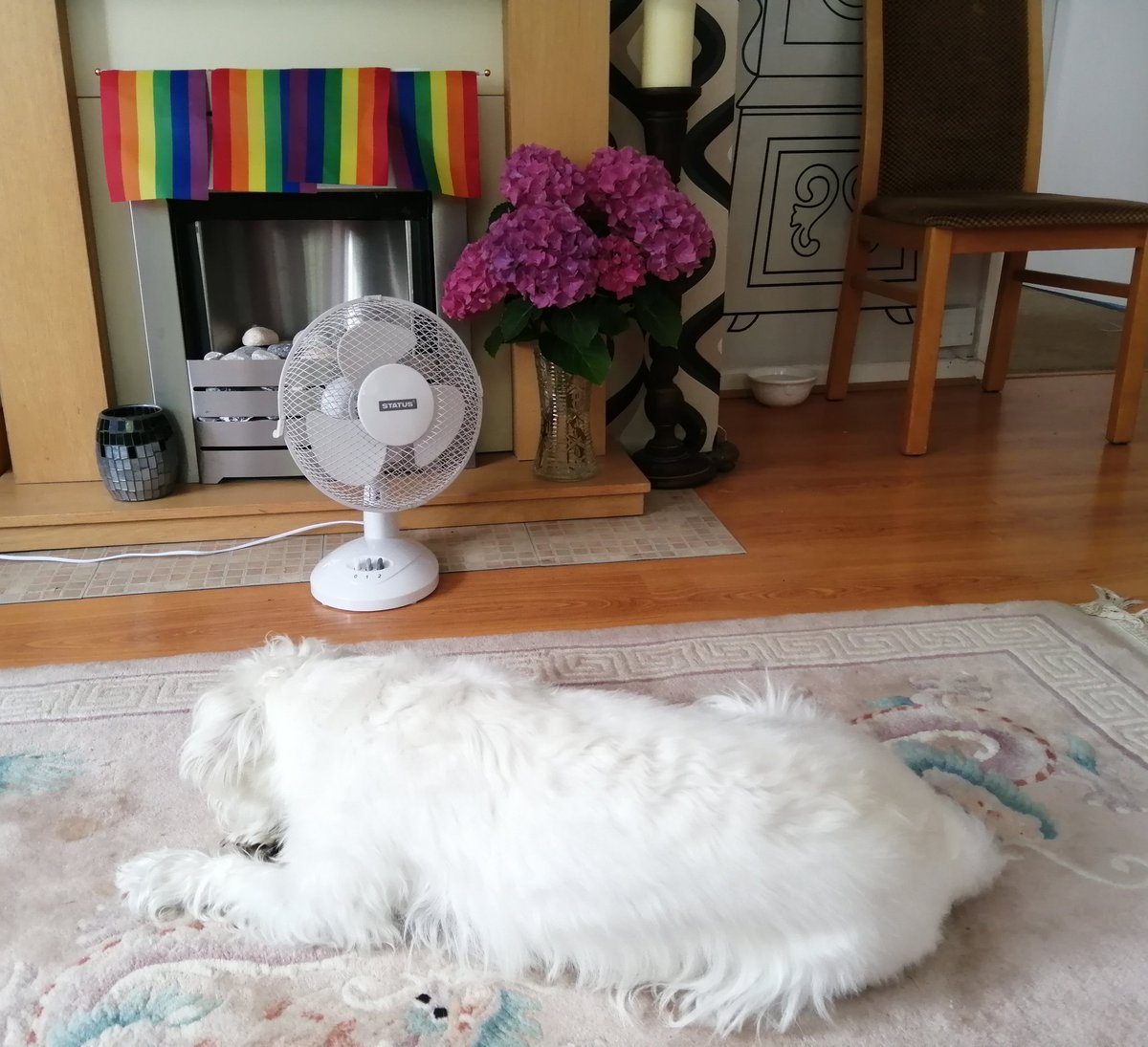 ernpup's tweet photo. The morning after the night before ๐ด๐ด๐ด๐ด #pooped #allpartiedout #Pride https://t.co/V5pzNhFlOA
