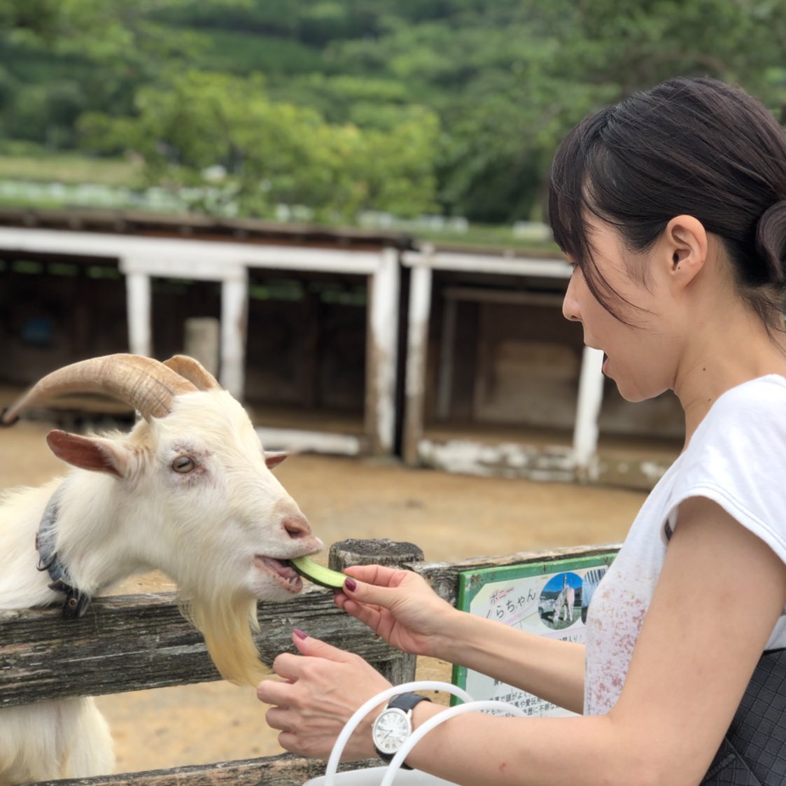 ふれあい動物 Twitter Sogning ふれあい動物 Twitter Sogning