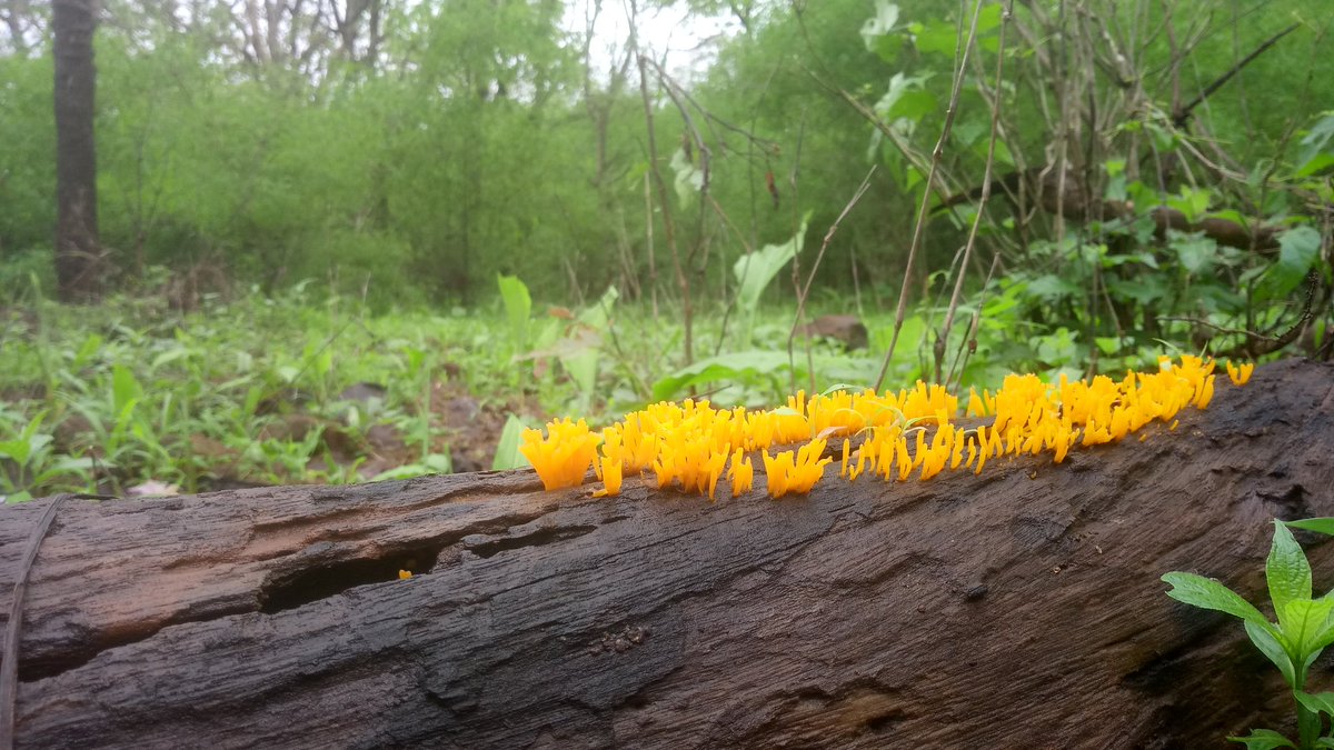 Today's #Nature trail to Gaimukh plateau was a special one. My first trek since it started raining. And filled with a lot of sightings, the best amongst them were the #Falcons doing acrobatics in the air.
#sgnp #naturelovers #Monsoon2019 
#rainrush