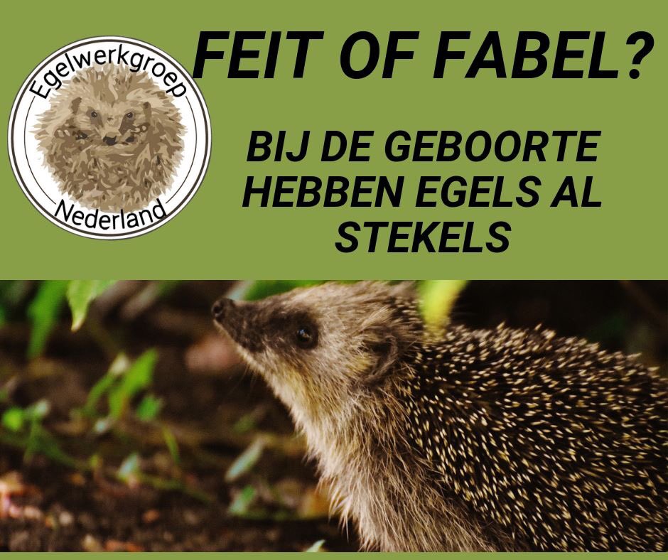 egelwerkgroep's tweet photo. Bij de geboorte hebben egels al stekels... #feit of #fabel? Wat denk jij?
#egel #egels #stekels https://t.co/53b7KHHdui