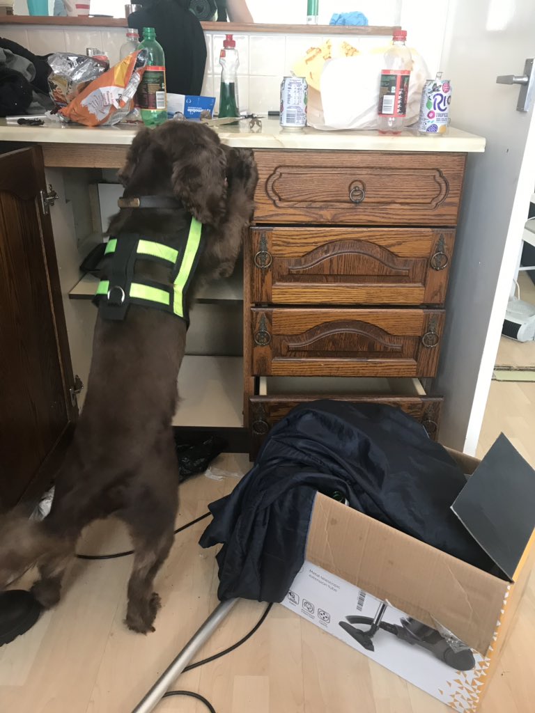 tvp_mk's tweet photo. PD Josh from @HantsTVPolDogs before and after finding the stash on a Misuse of Drugs Act warrant. 

12/10 would find drugs again. 14/10 good boy 🐶 #P0968 https://t.co/JBQfzwZLZY