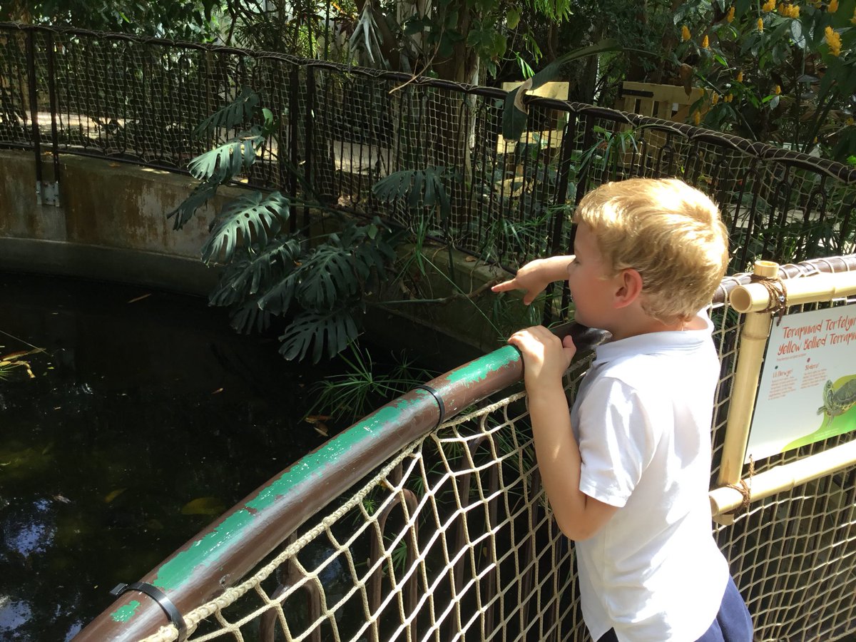 YGGFelindre's tweet photo. Trip hyfryd i Plantasia Wedi joio dysgu am goedwig law yr Amazon gydaMaria. Diolch yn fawr.
Lovely trip to Plantasia. Enjoyed learning another Amazon rainforest with Maria. Thank you very much.
🐛🦎🐸🦋🐒🐠☘️🌿🌱🍀🍃🌵🌷🌺🌸☀️🌧 https://t.co/asH0Tftaxn