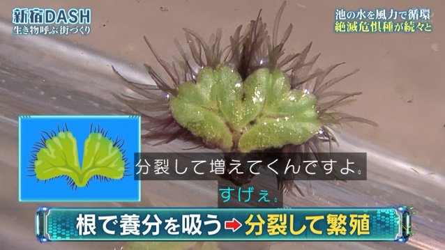 新宿dashの循環システムで準絶滅危惧種のイチョウキクゴケが育ちアカハライモリの赤ちゃん誕生 環境省が守り続ける1年前のイチゴも栽培 鉄腕dash Togetter