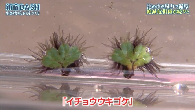 新宿dashの循環システムで準絶滅危惧種のイチョウキクゴケが育ちアカハライモリの赤ちゃん誕生 環境省が守り続ける1年前のイチゴも栽培 鉄腕dash Togetter
