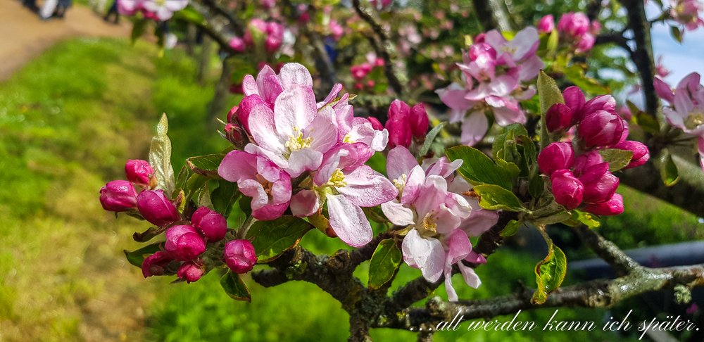 Regula_Blog's tweet image. Guernsey:, romantische Insel: altwerden-spaeter.blog/2019/06/13/kan…