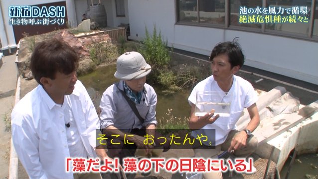 新宿dashの循環システムで準絶滅危惧種のイチョウキクゴケが育ちアカハライモリの赤ちゃん誕生 環境省が守り続ける1年前のイチゴも栽培 鉄腕dash Togetter