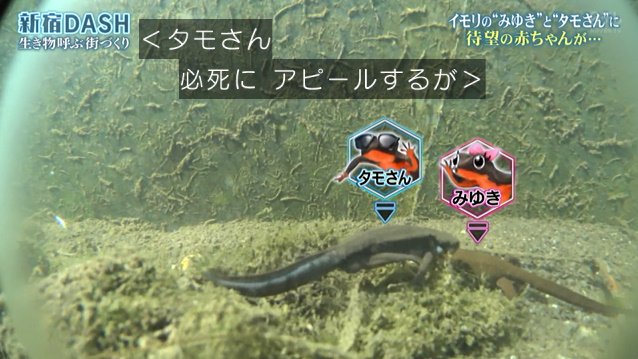 新宿dashの循環システムで準絶滅危惧種のイチョウキクゴケが育ちアカハライモリの赤ちゃん誕生 環境省が守り続ける1年前のイチゴも栽培 鉄腕dash Togetter 新宿dashの循環システムで準絶滅危惧種のイチョウキクゴケが育ちアカハライモリの赤ちゃん誕生 環境省が守り続ける1年前のイチゴも栽培 鉄腕dash Togetter