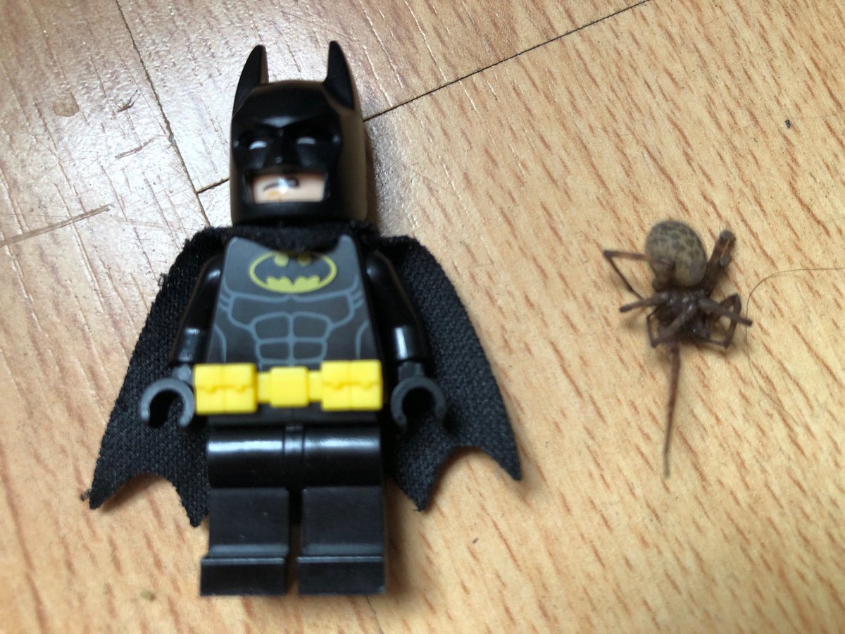 thebustocrookes's tweet photo. This new #Batman v #Spiderman film looks a bit underwhelming, if this leaked photo from our kitchen floor is anything to go by... https://t.co/cK5MmWo6UL