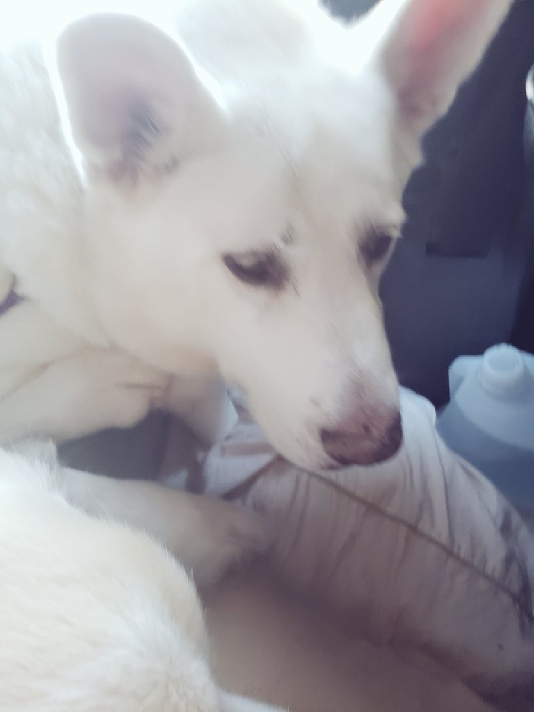 In Connecticut nows, on my ways home. #rescuedog