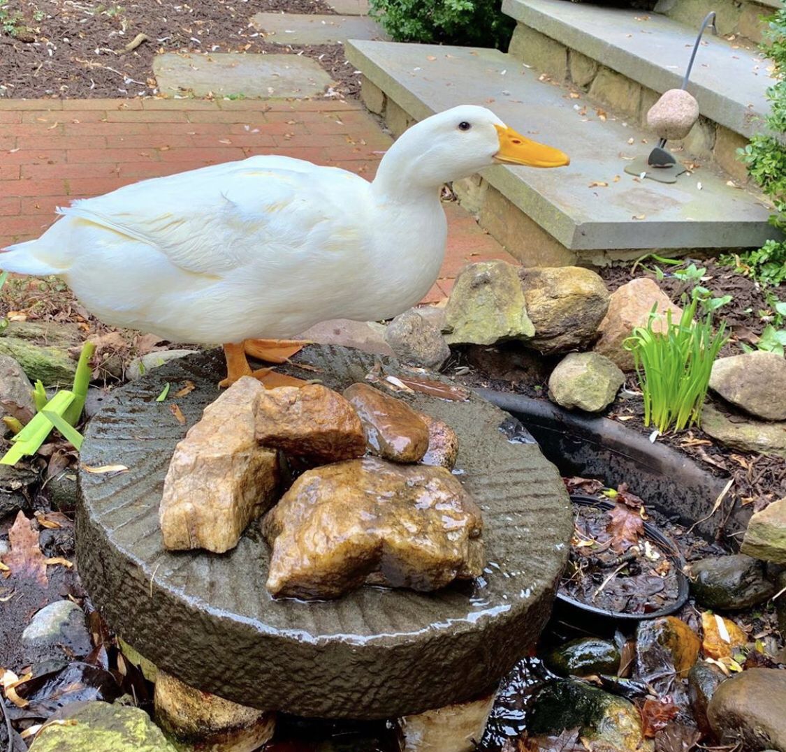 Duck Of The Day tweet media