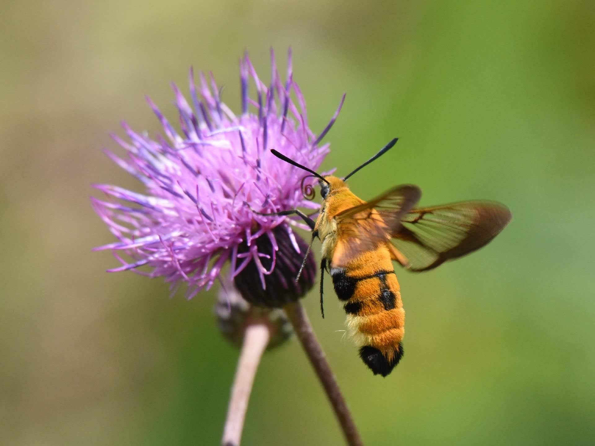 みゅー V Twitter スキバホウジャクがあまりにも愛くるし過ぎるため羊毛フェルトでの制作を決意 W T Co Yksto9i6wg Twitter