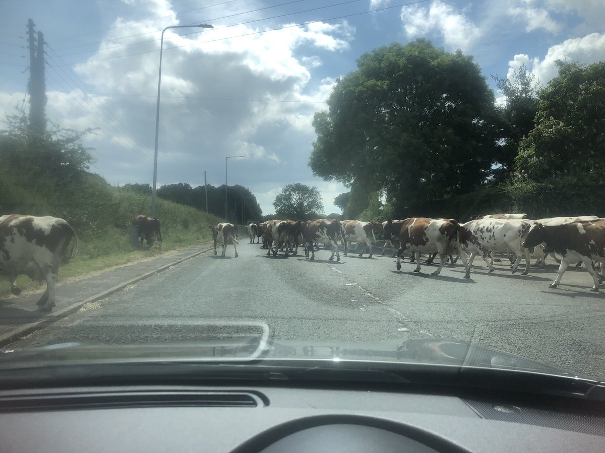 JayCatton's tweet image. Delayed trip to Llandudno here with these bad boys. #cowproblems