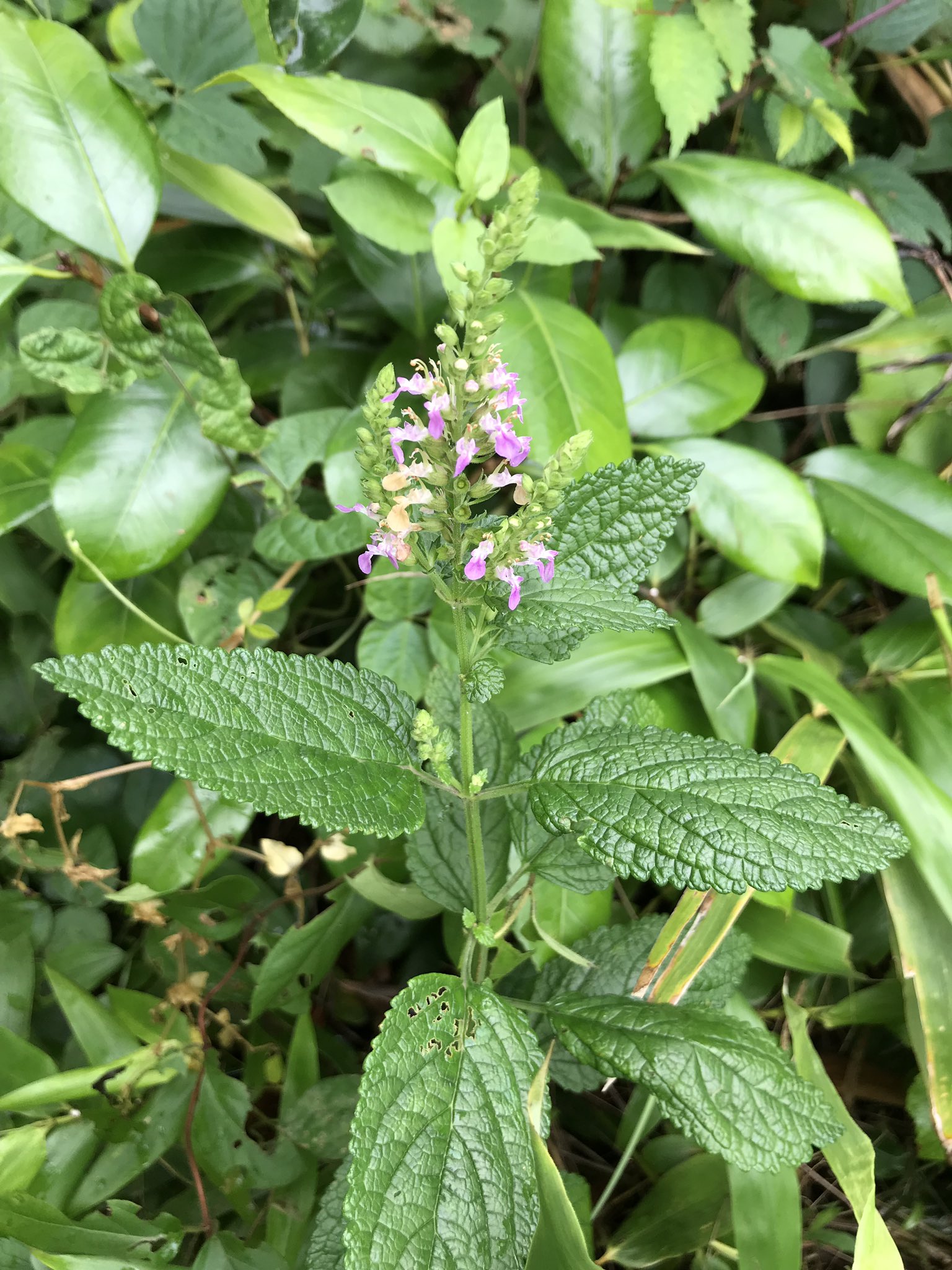 ヒメ ニガクサ の花が咲いてきました シソ科の夏の花 ピンク色の花だけど 藪の雑草の中で目立たずひっそりと踏みつけられていました で 苦いかどうか噛むのやめました T Co S7bchb4rwc Twitter