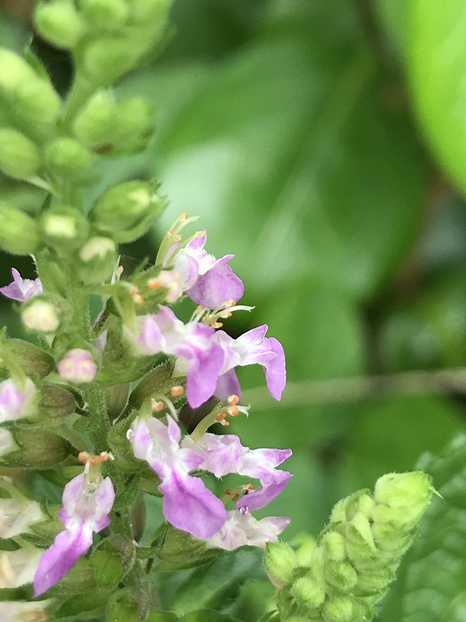 ヒメ ニガクサ の花が咲いてきました シソ科の夏の花 ピンク色の花だけど 藪の雑草の中で目立たずひっそりと踏みつけられていました で 苦いかどうか噛むのやめました T Co S7bchb4rwc Twitter