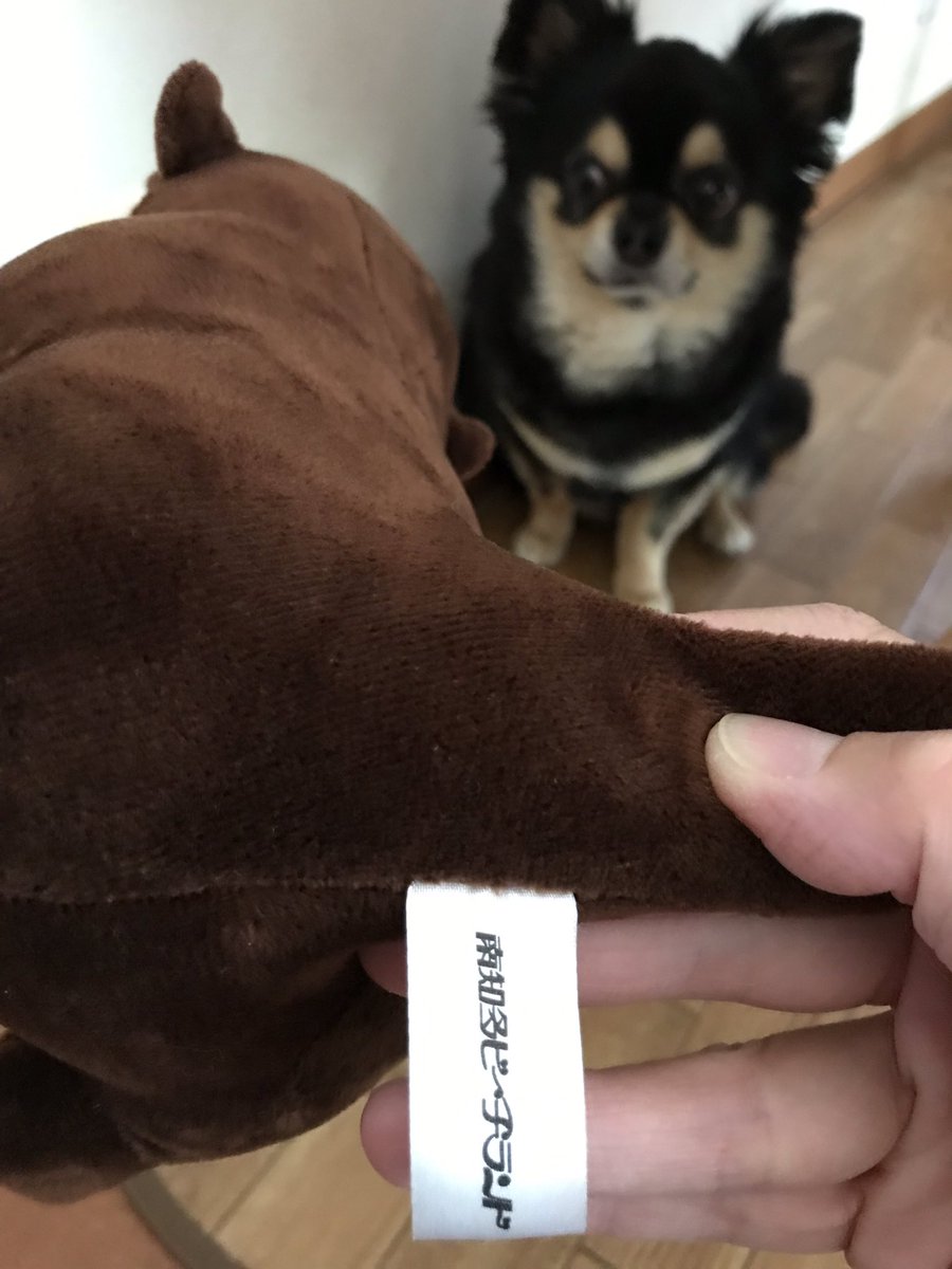 南知多ビーチランド 限定❣️❣️ #カワウソ ぬいぐるみ