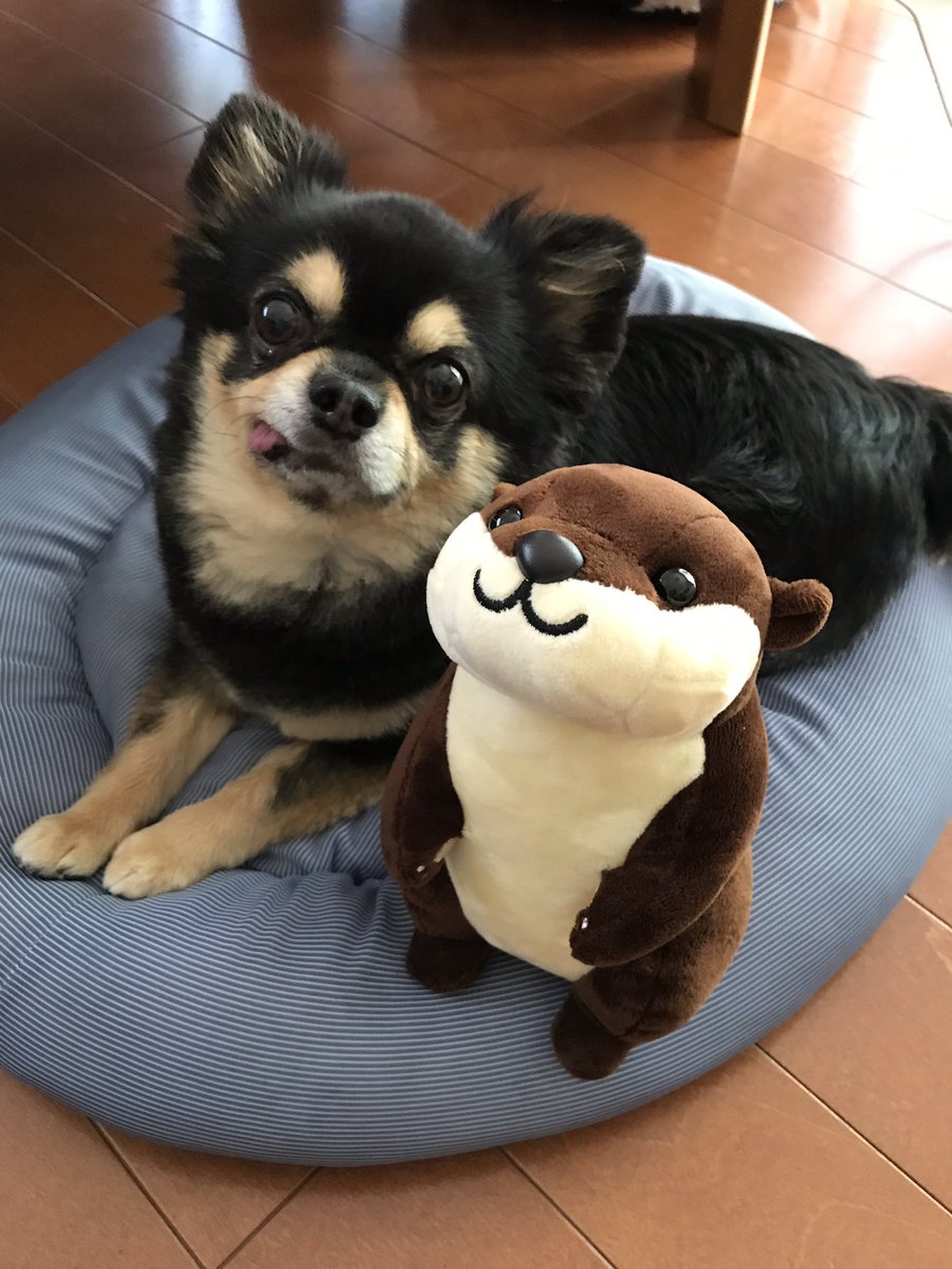 南知多ビーチランド かわうそ特大 南知多ビーチランド かわうそ特大