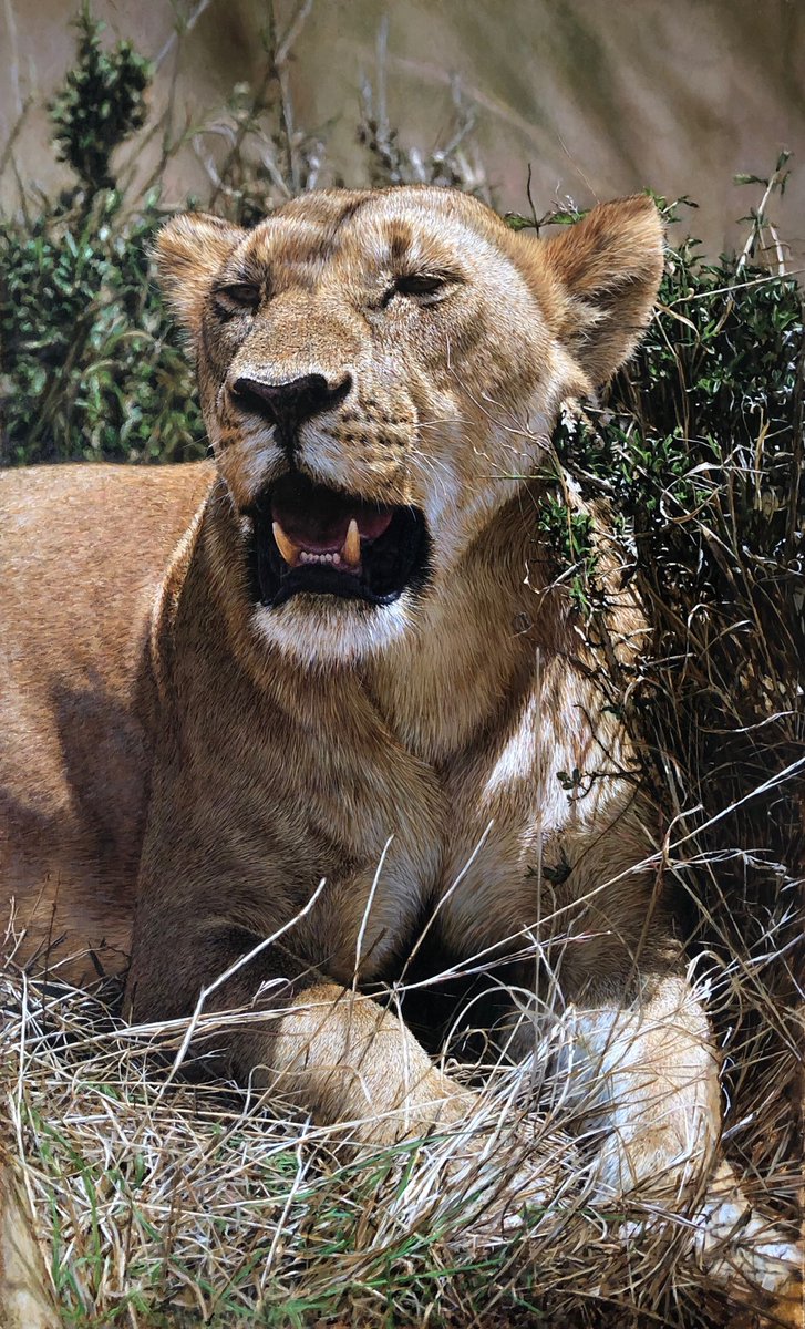 Oil painting ( finishing touches still to do, flies and small details)
