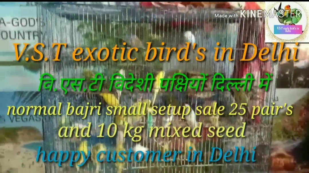 VSTexoticBirds1's tweet photo. https://t.co/WsAdUdVNwj https://t.co/N2L0vI9pMj