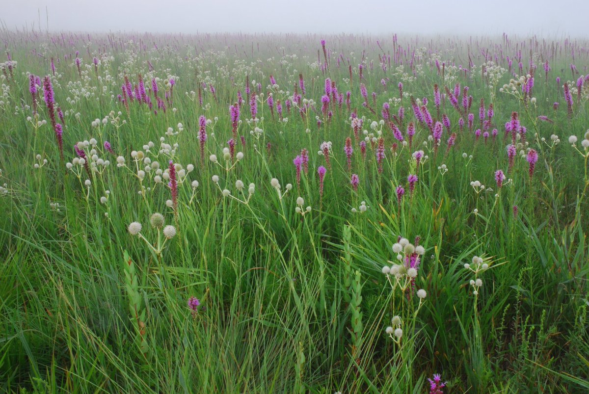MidewinNatTP's tweet photo. At dawn 179 years ago today Eliza Steele, a young woman from out East, riding in a stagecoach from Chicago to Peoria, awoke to the splendor of a PRAIRIE- somewhere near Joliet! There will be a guided prairie hike at 11 today- meet at the Iron Bridge Trailhead! https://t.co/Wd5nsbQXeq