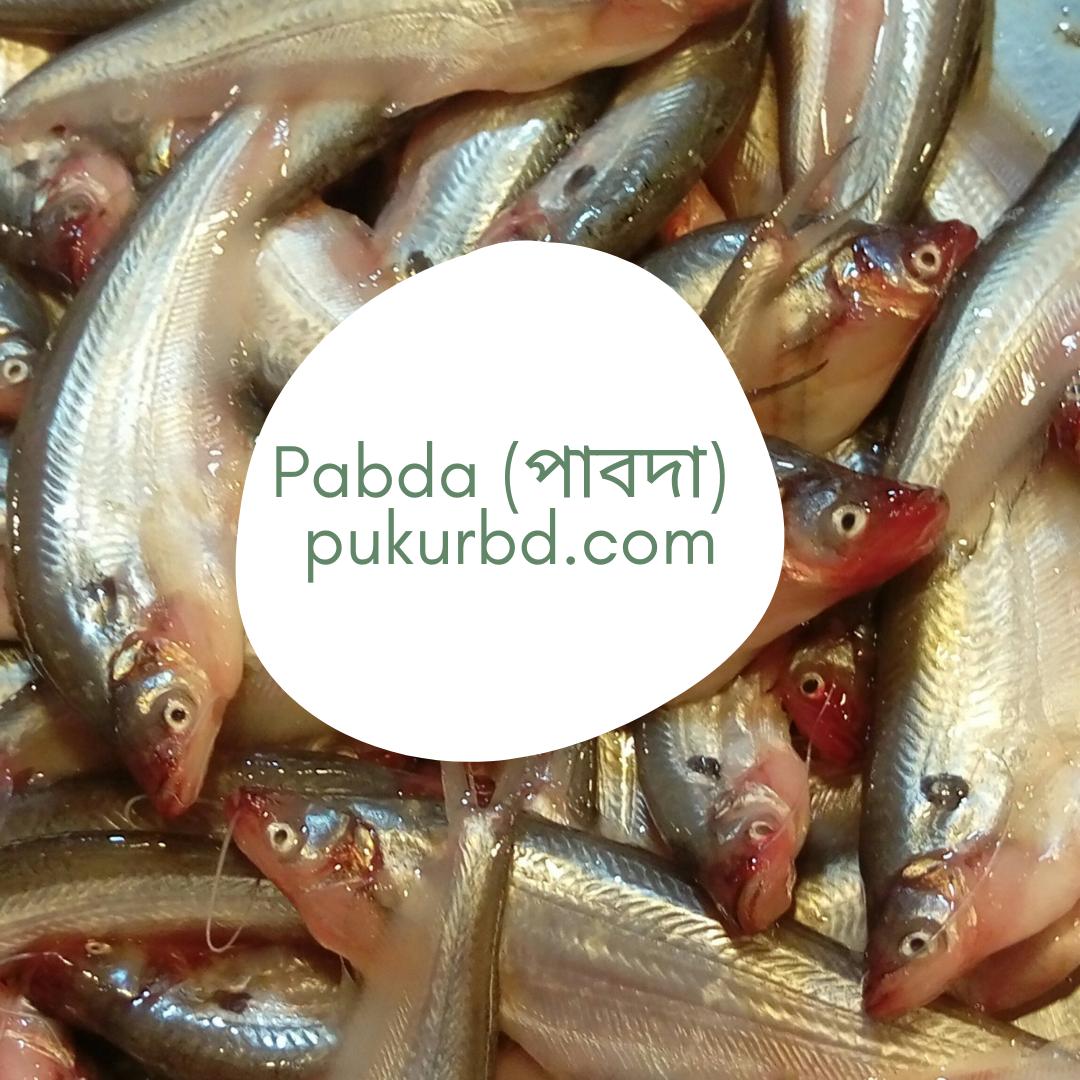 BdPukur's tweet photo. Twitter:
Plz like our page: https://t.co/aXRtrZHkOu
our website: https://t.co/iGqMkAhT1G
#seafish #dryfish #riverfish #fishmarket #ruifish #livefish #bigfish #pukurbd #livefish #āϰā§āĻāĻŽāĻžāĻ #āĻāĻžāϤāϞāĻžāĻŽāĻžāĻ #āĻāĻŋāϤāϞāĻŽāĻžāĻ #āĻāϞāĻŋāĻļāĻŽāĻžāĻ #āĻāĻāĻĄāĻŧāĻŽāĻžāĻ #āĻŦā§āϝāĻŧāĻžāϞāĻŽāĻžāĻ https://t.co/X0xuzejwpg