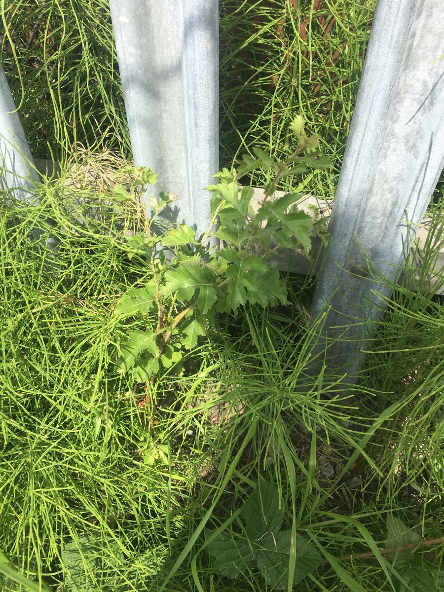 Checked up on the 4 hawthorns I planted, and they’re all still alive and established. I really need to geotag these though, it’s getting harder to find them ! (Photo: before/after) #citizenrewilding