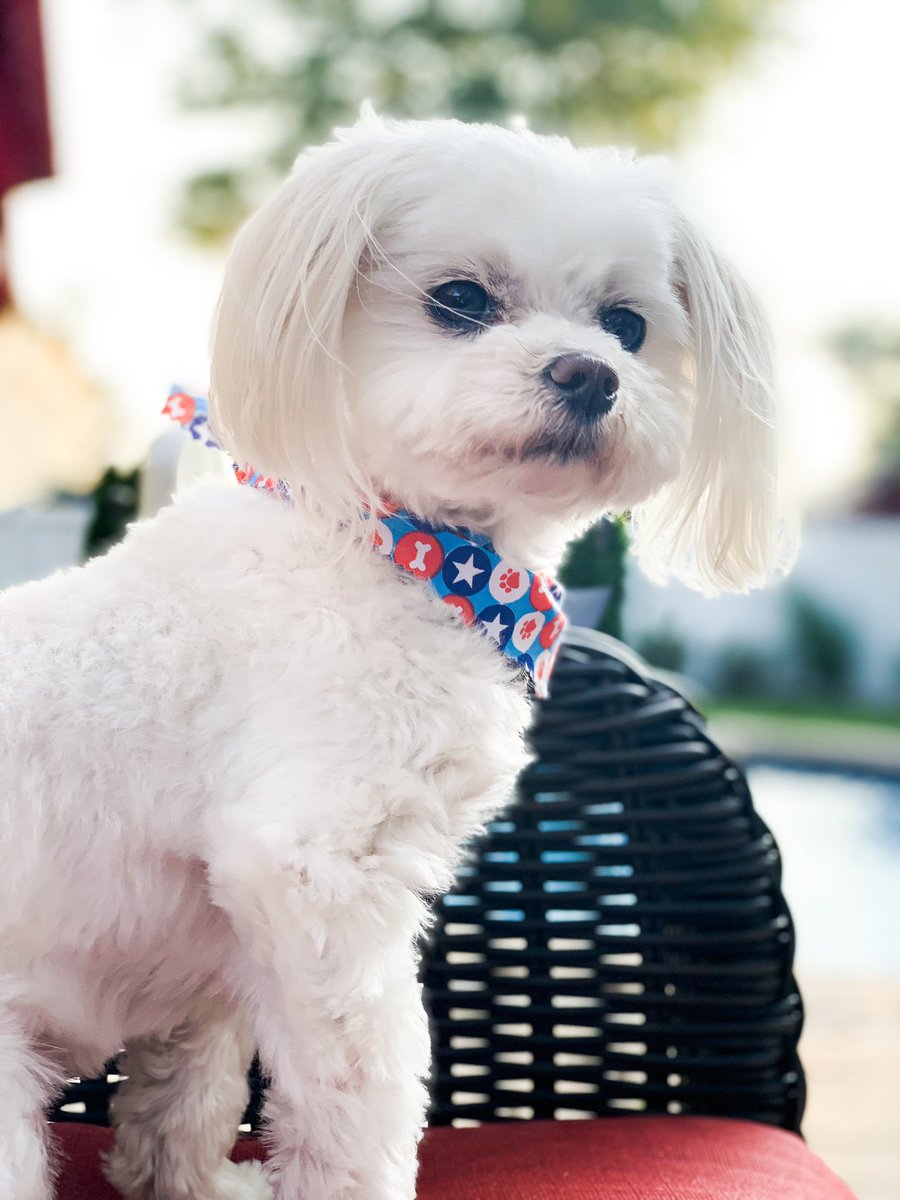 Tessie_Rev's tweet photo. @AmyFreeze7 the great Gatsby poolside! https://t.co/Frdxs81qSl