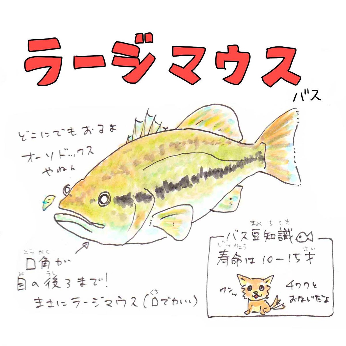 さかなのおにいさん かわちゃん フロリダバスと ノーザン ラージマウスの見分け方ご存知でした さかな四コマ ブラックバス バス釣り さかなのおにいさん かわちゃん フロリダバスと ノーザン ラージマウスの見分け方ご存知でした さかな四コマ ブラックバス バス釣り