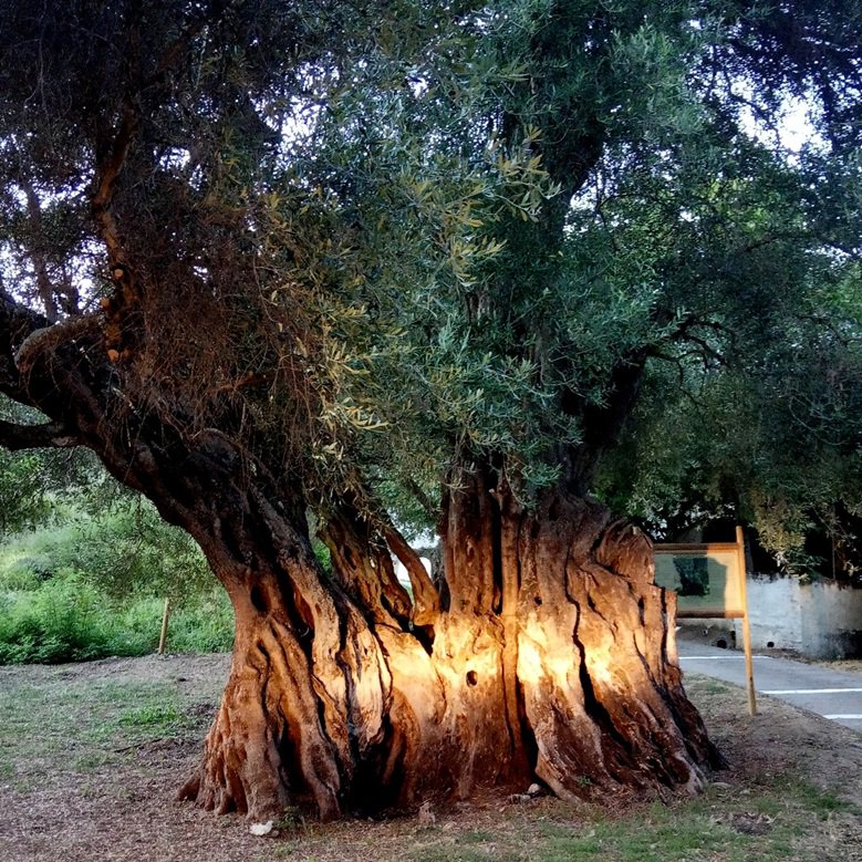 ANA-MPA news on Twitter: "'Evdokia', centuries-old olive tree on #Corfu, acquires date of birth #Greece https://t.co/h1Pe3PwPD4… "