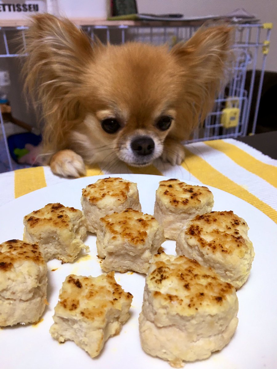 ayu_rwsh's tweet photo. 6月30日で幸太🐶2歳になりました♡ᵕ̈*⑅ https://t.co/82tT3ttCFK