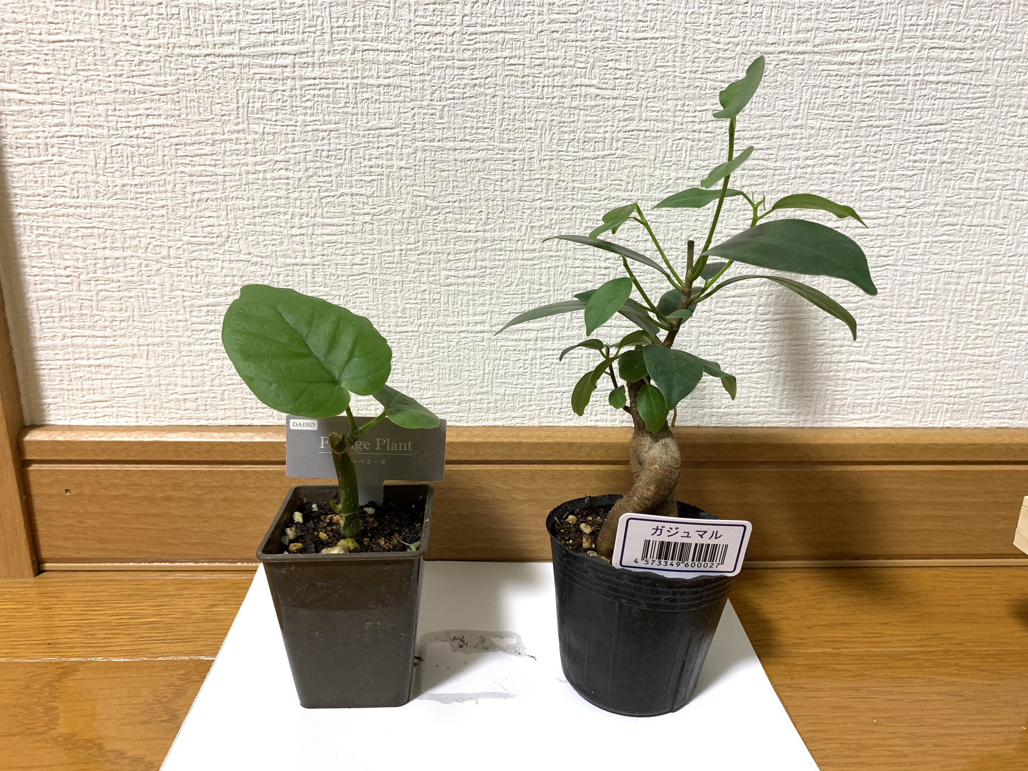 Yz Paradise 100均でガジュマル とウンベラータ発見して即買い 100均 観葉植物 T Co Xdcuhxmaji Twitter