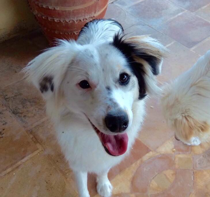 ZanteStrays's tweet photo. Saved from a poison area in #Zante, where she was dumped, 12 month old Erin is a true #Sweety with a wonderful nature-look at her smile!😍Do you have space in your #home and heart for a loving, happy little soul in #UK #Germany #NL?💕 

#AdoptDontShop #AdoptMePets #dogsarefamily https://t.co/UQaJkKuw2X
