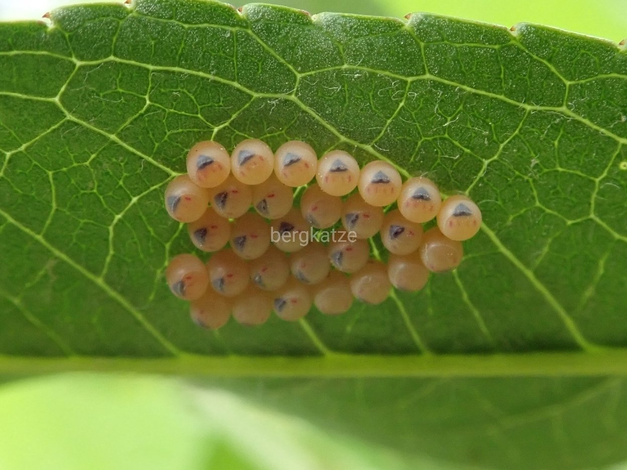 Bergkatze べるくかっつぇ クサギカメムシ Halyomorpha Halys Stal 1855 １つ忘れていたs 孵化が近いクサギカメムシの卵 どうやら寄生されなかった様だね 卵のうちは可愛いなあ 笑 異翅 カメムシ科 クサギカメムシ 卵 T Co