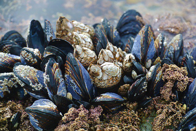 Mussels not only taste fantastic, they are also very important organisms that help support ecosystems. They are an important food source and provide the basic support for the environment. Check out this article to learn more about them!

dnr.state.mn.us/mussels/import…