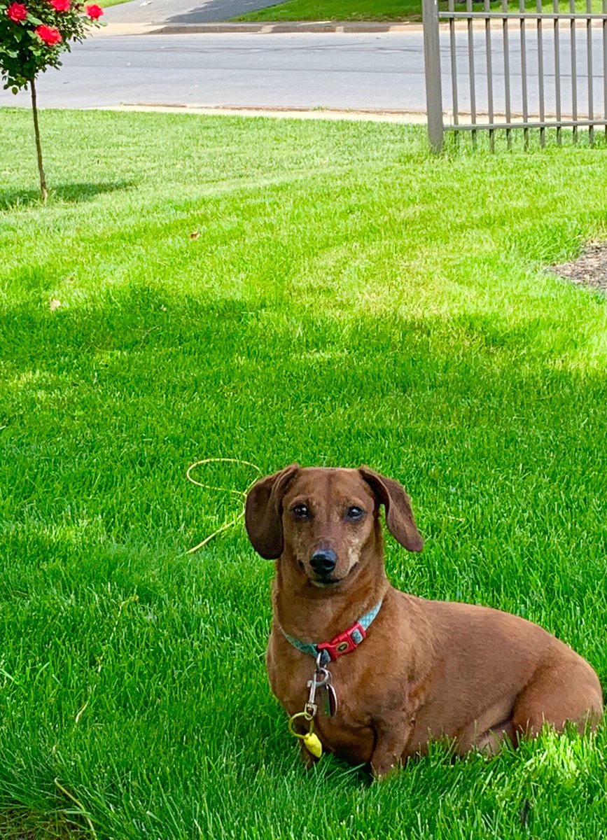 nickadecpyb's tweet photo. @penningtonlawn HELP! I followed Scott’s directions for weed and feed and it burnt my lawn! Any tips besides not making that mistake again? It was beautiful two weeks ago. https://t.co/D8st2aHEyY