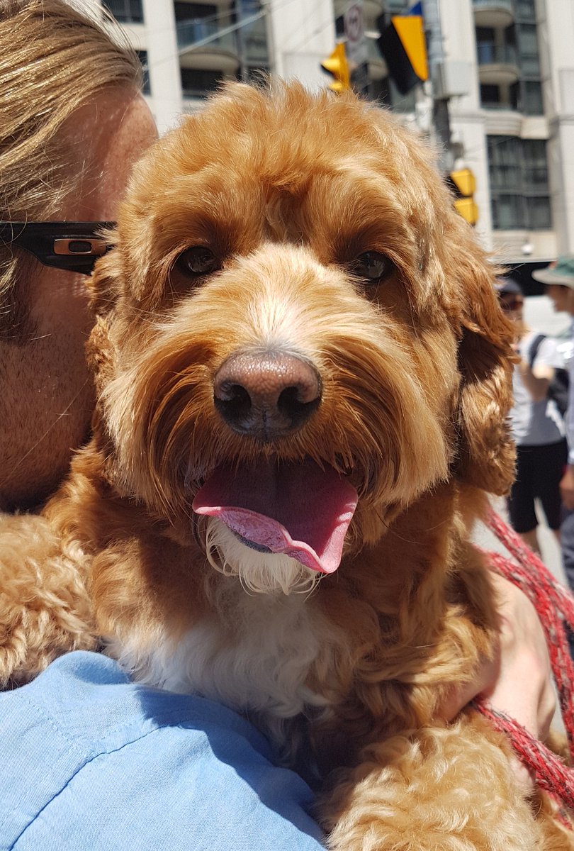 TO Veggie Parade tweet media